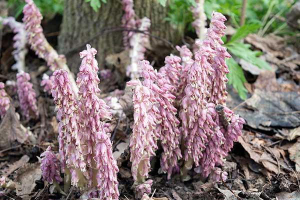 Łuskiewnik różowy (Lathraea squamaria)