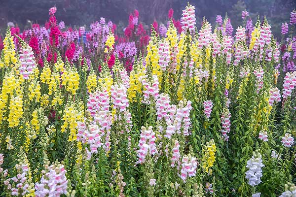 Wyżlin większy, lwia paszcza (Antirrhinum majus)