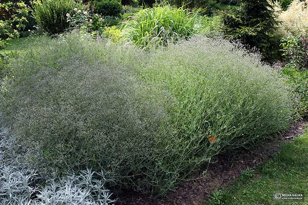 Łyszczec wiechowaty, gipsówka wiechowata (Gypsophila paniculata)