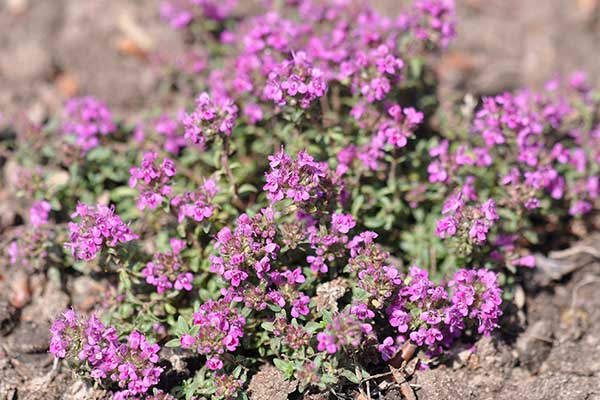 Macierzanka piaskowa (Thymus serpyllum)