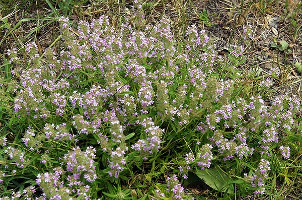 Macierzanka tymianek, tymianek (Thymus vulgaris)