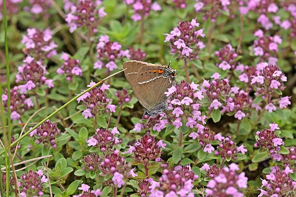 Macierzanka zwyczajna (Thymus pulegioides)