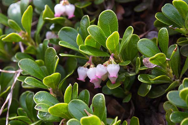 Mącznica lekarska (Arctostaphylos uva-ursi)