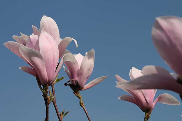 Magnolia Loebnera (Magnolia × loebneri)