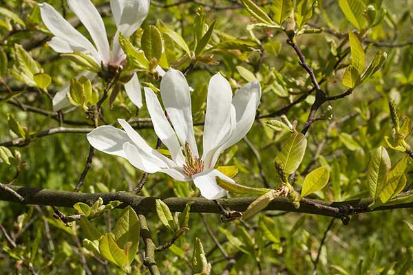 Magnolia japońska (Magnolia kobus)