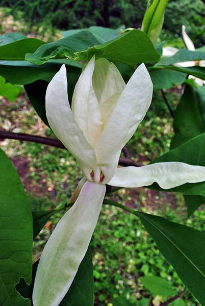 Magnolia parasolowata (Magnolia tripetala)