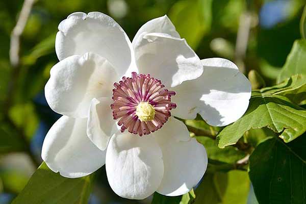 Magnolia Siebolda (Magnolia sieboldii)
