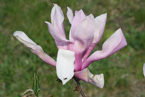 Magnolia © Krzysztof Trawiński Magnolia