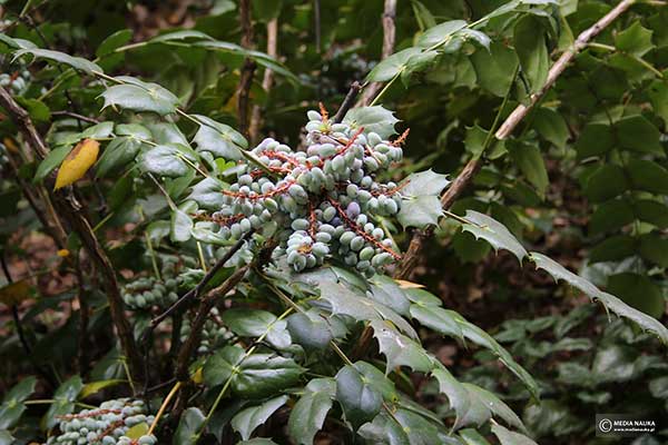 Mahonia japońska (Mahonia japonica)