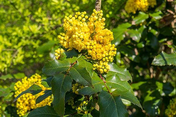 Mahonia pospolita (Mahonia aquifolium)