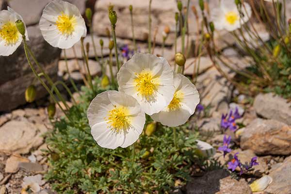 Mak alpejski (Papaver alpinum)