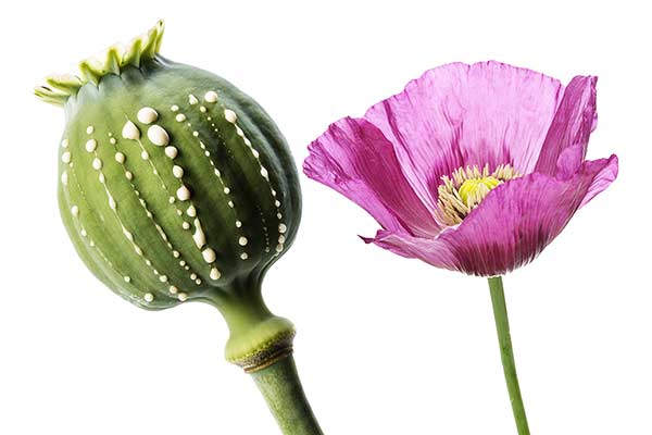 Mak lekarski (Papaver somniferum)