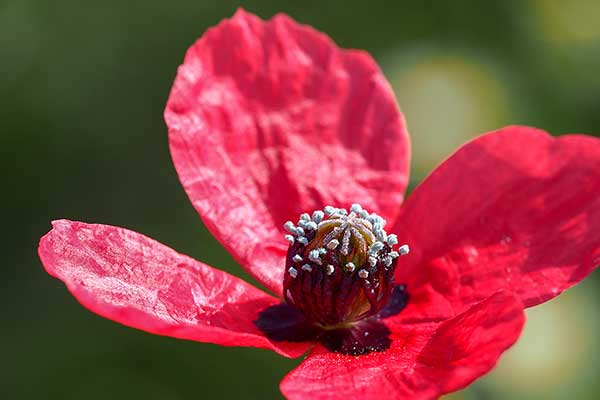 Mak mieszańcowy (Papaver hybridum)