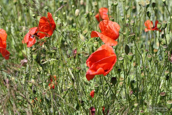 Mak polny (Papaver rhoeas)