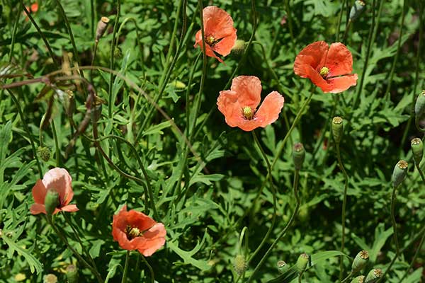 Mak wątpliwy (Papaver dubium)