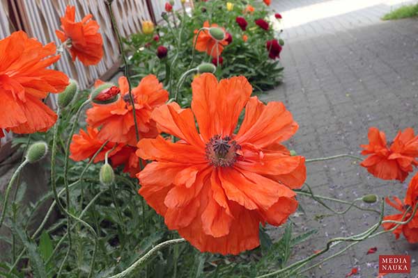 Mak wschodni (Papaver orientale)