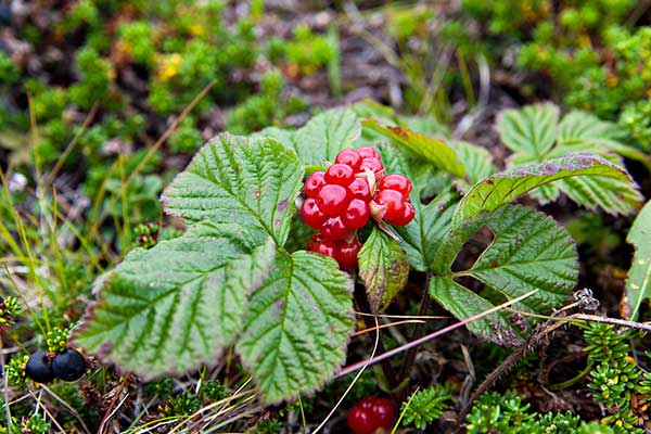 Malina kamionka (Rubus saxatilis)