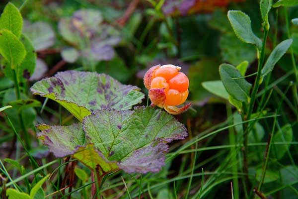 Malina moroszka (Rubus chamaemorus)