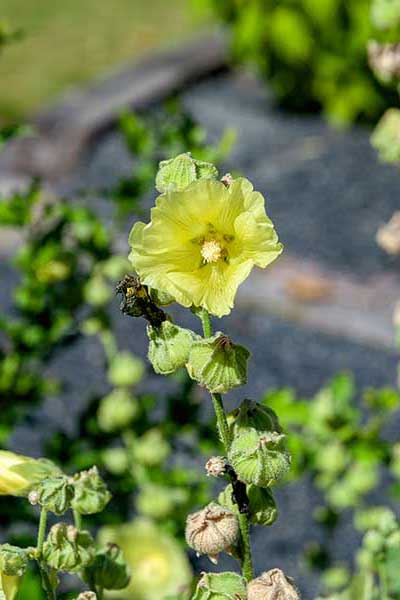 Malwa pomarszczona (Alcea rugosa)