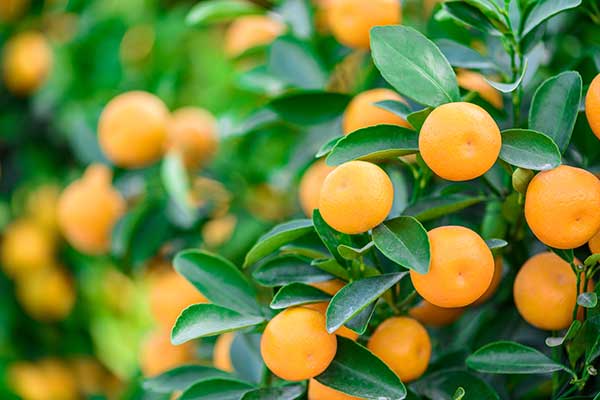 Mandarynka (roślina) (Citrus reticulata)