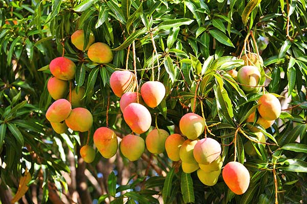 Mango © Vladimir Melnik – stock.adobe.co Mango