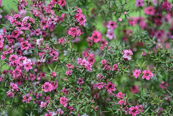 Manuka, drzewo herbaciane (Leptospermum scoparium)