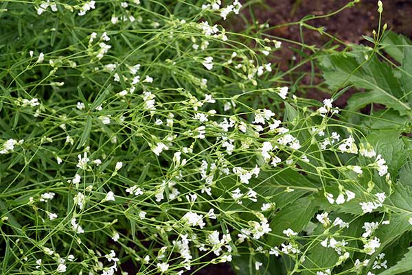 Marzanka barwierska (Asperula tinctoria)