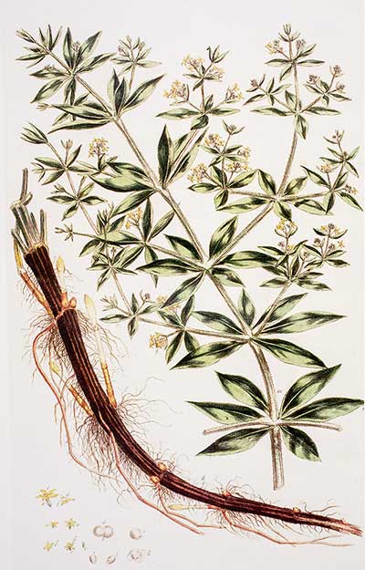 Marzanna barwierska (Rubia tinctorum)