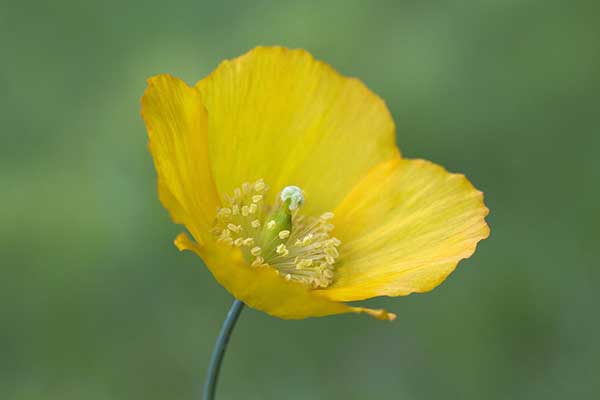 Mekonops kambryjski, mekonops walijski (Meconopsis cambrica)