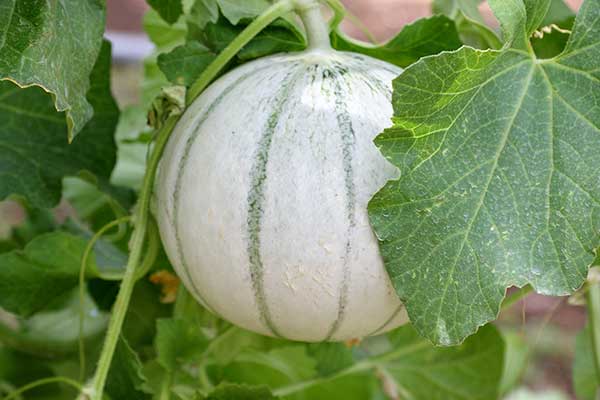 Melon (Cucumis melo)