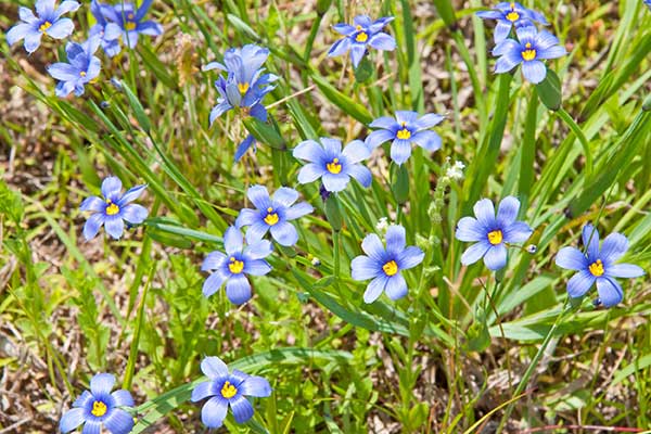 Miecznica wąskolistna (Sisyrinchium montanum)