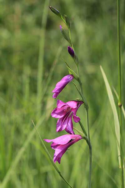 Mieczyk błotny (Gladiolus palustris)
