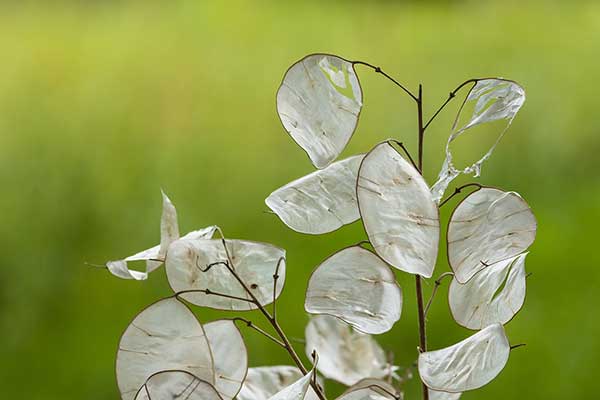 Miesiącznica roczna (Lunaria annua)