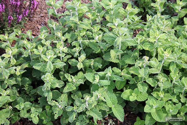 Mięta długolistna (Mentha longifolia)