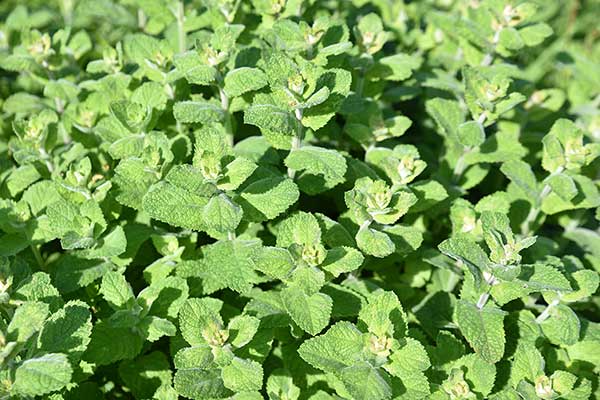 Mięta okrągłolistna (Mentha suaveolens)
