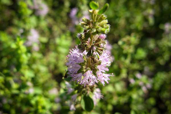 Mięta polej (Mentha pulegium)