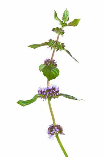 Mięta polna (Mentha arvensis)