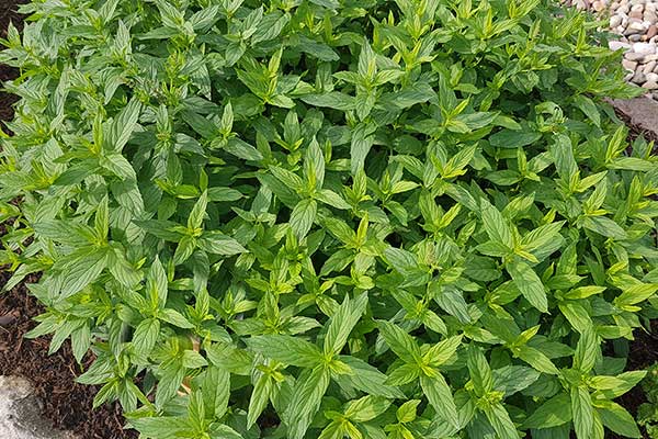 Mięta zielona, mięta kłosowa (Mentha spicata)