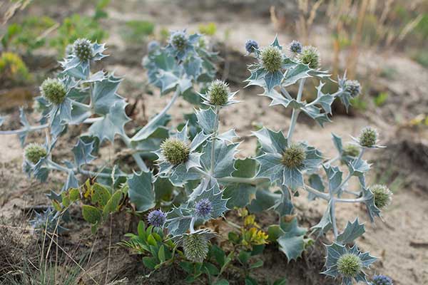 Mikołajek nadmorski (Eryngium maritimum)