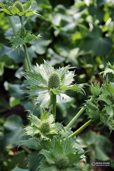 Mikołajek olbrzymi (Eryngium giganteum)