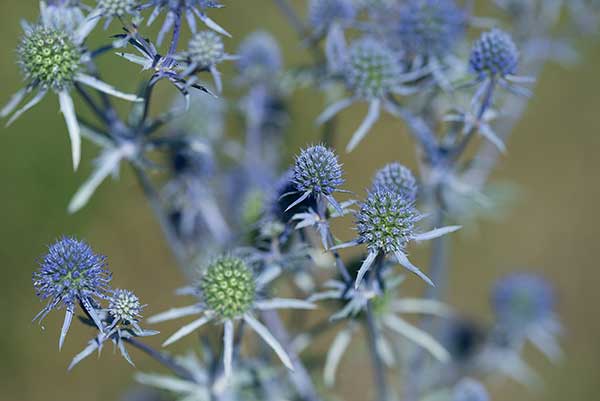 Mikołajek płaskolistny (Eryngium planum)