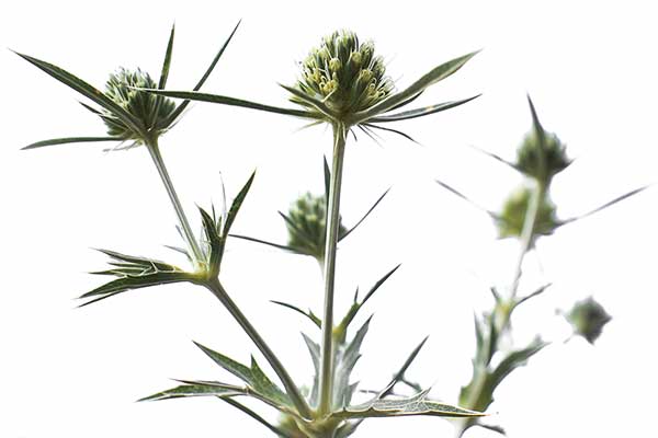 Mikołajek polny (Eryngium campestre)