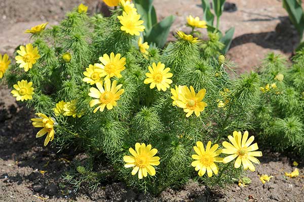 Miłek wiosenny (Adonis vernalis)