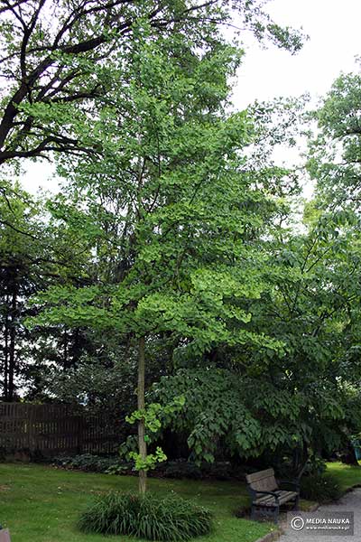 Miłorząb dwuklapowy, miłorząb chiński (Ginko biloba)