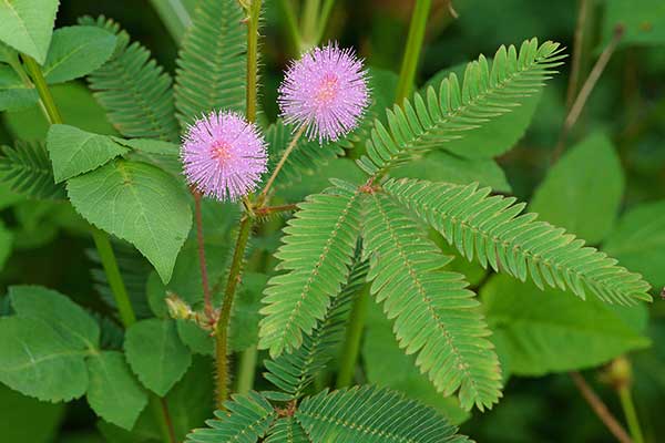 Mimoza wstydliwa, czułek wstydliwy (Mimosa pudica)