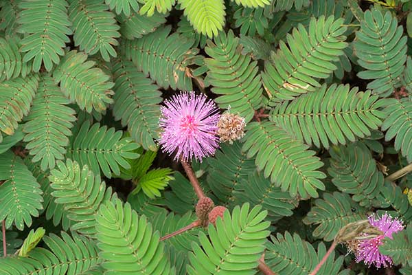 Mimoza © noppharat – stock.adobe.com Mimoza