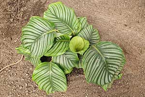 Calathea orbifolia