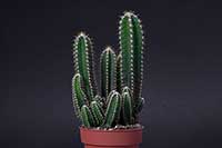 Cereus peruwiański