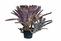 Cryptanthus zonatus