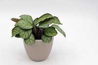 Ctenanthe burle-marxii